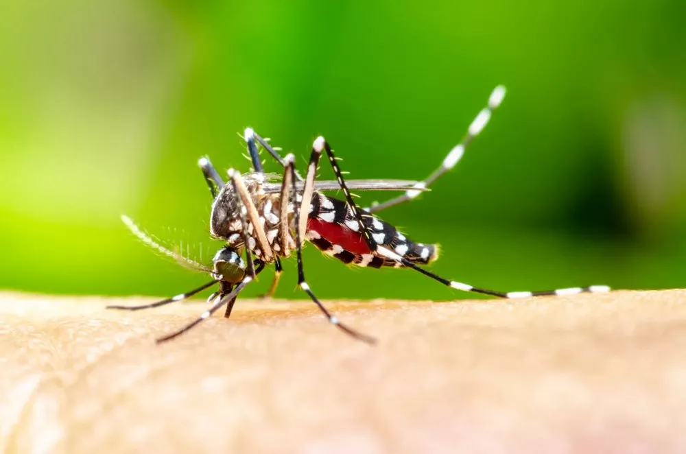 What Role Do Mosquitoes Play In The Food Chain?