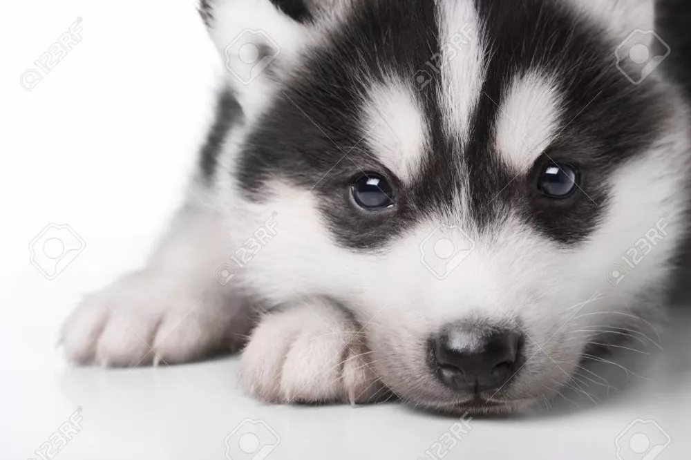 The Benefits Of Owning A Husky Puppy