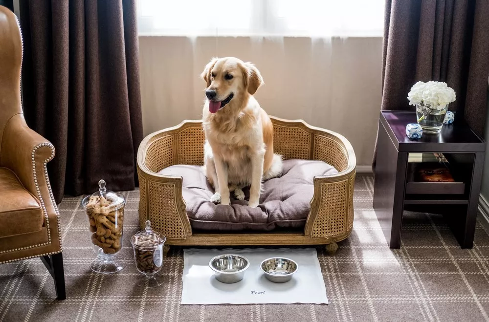 The Best Pet Friendly Hotels In Asia
